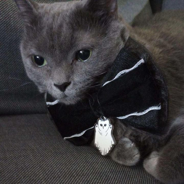 Ghost Kitty