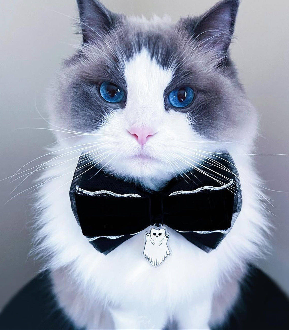 Ghost Kitty